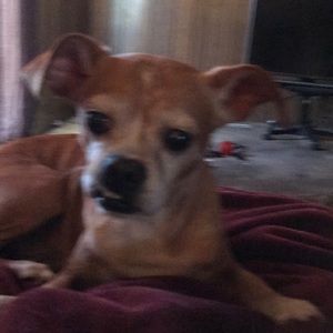 Meet your Posher, Betty